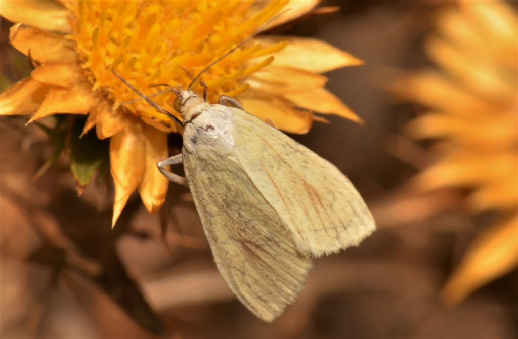 Photedes dulcis ? No, Sitochroa palealis (Crambidae)